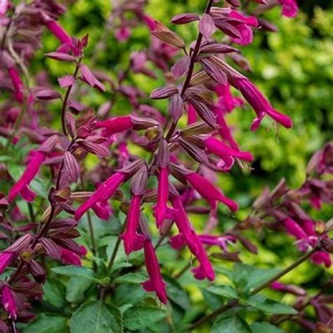Salvia Wendys Wish Garden Plants