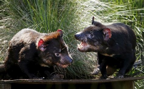 Tasmanian Devils Show Signs Of Resistance To Devastating Facial Cancer