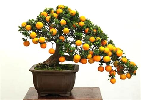 The 10 Most Popular Bonsai Fruit Trees The Bonsai Master