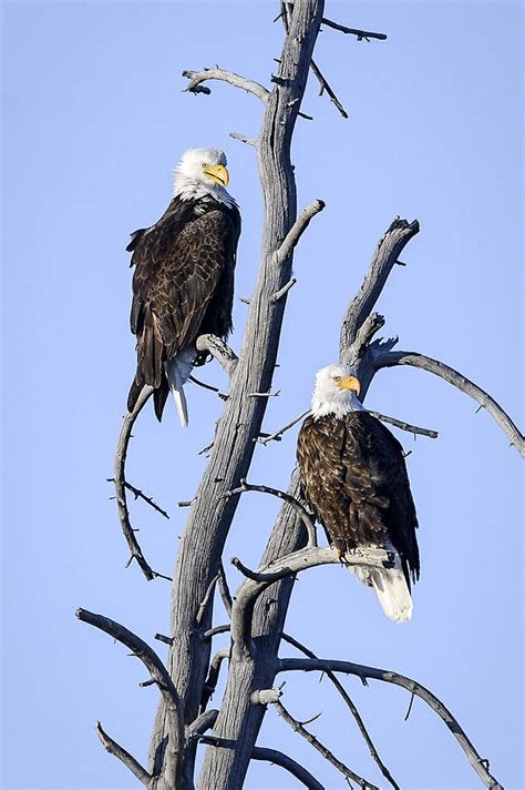 Bald Eagle Pair Photograph By Robert Warrington Pixels