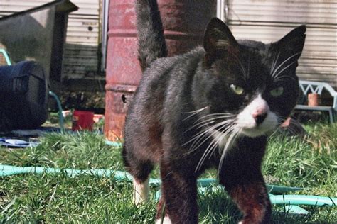 The Feral Life Compassion Cats Rip Shemp Tuxedo Tom Cat Friend