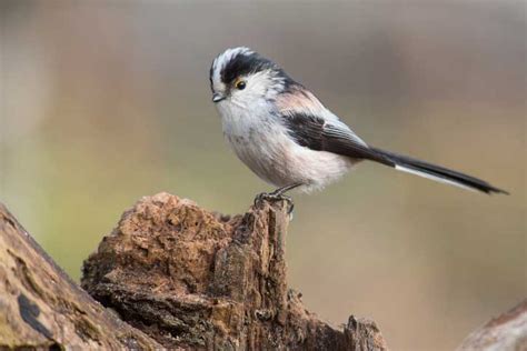 Long Tailed Tit Bird Identification Guide Bird Spot