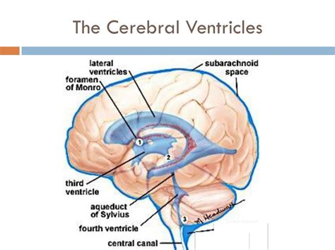Ppt Anatomy Of The Cerebral Ventricles Powerpoint Presentation Free