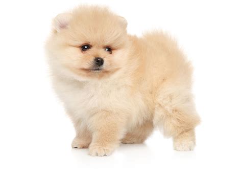 1 Pomeranian Puppies For Sale In Florida