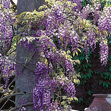 wisteria sinensis prolific mirror garden offers