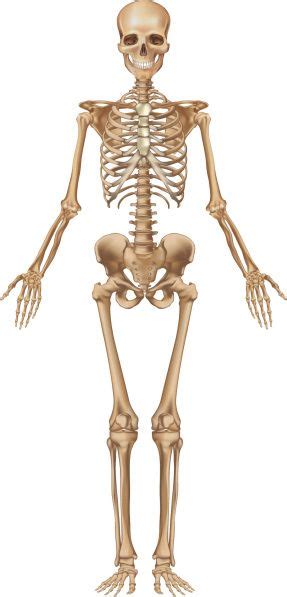 Human Skeleton Front View Skeleton Muscles Human Skeleton Anatomy