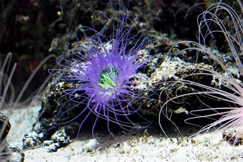 Sea Anemone In Natural Habitat Marine Plants And Animals Stock Photo