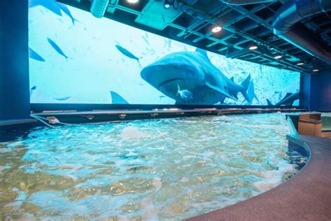 Aquarium Of Americas Shark Touch Pool Seaquatic Aquariums