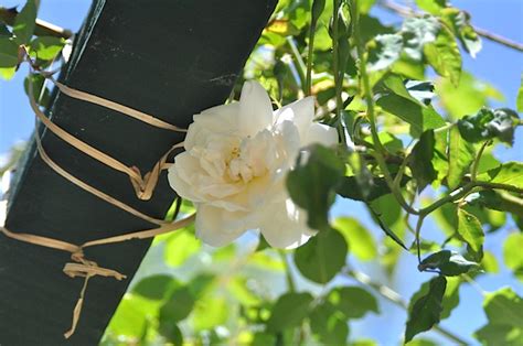 The 7 Best Climbing Roses For Your Garden Climbing Roses White Climbing Roses Iceberg