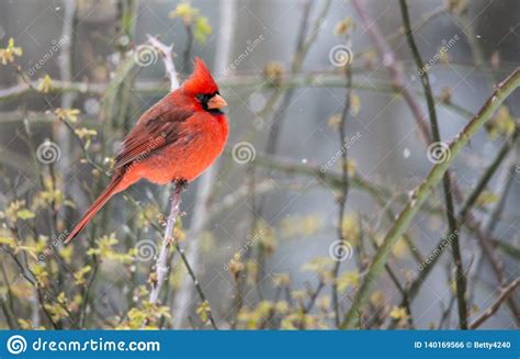 A Red Cardinal Perches In The Snow Stock Photo Image Of Cardinals
