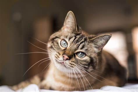 The easiest comparison to make is that a cat sees the world similar to how someone who's colorblind would see it. Are Cats Color Blind?