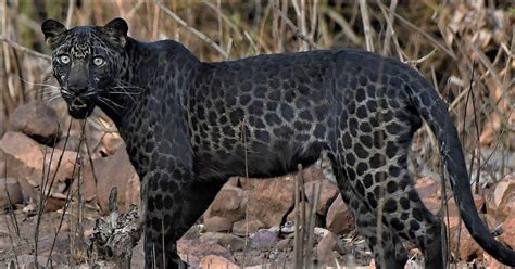 A Rare Black Leopard Found In An Indian Forest Indiasocial