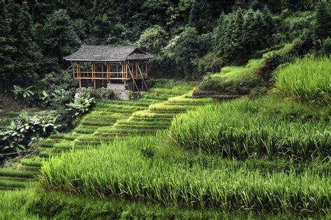 Small Bamboo House In The Longsheng Rice Terraces Guangxi China Asia