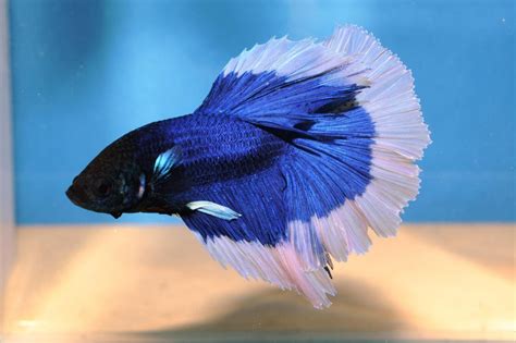 The betta fish looks gray and pale. Blue & White Butterfly Betta Now All Blue! HELP! | My ...