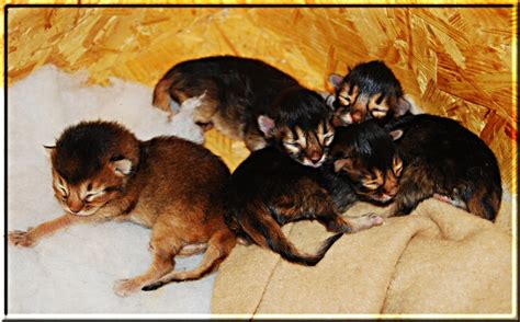 Picture Gallery Somali Kittens Litter Xiv Of Kumasasa All Four