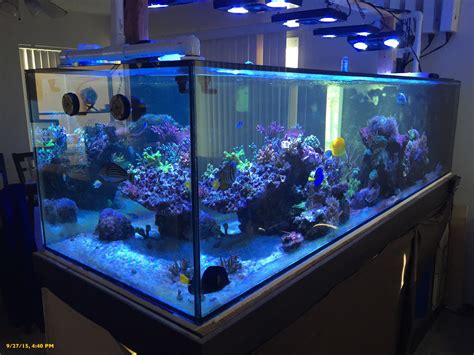 < neat> i have a very large cave structure that is cemented together in the center of the tank that they sleep in and prowl around. Large Build - 300 gallon peninsula | REEF2REEF Saltwater ...