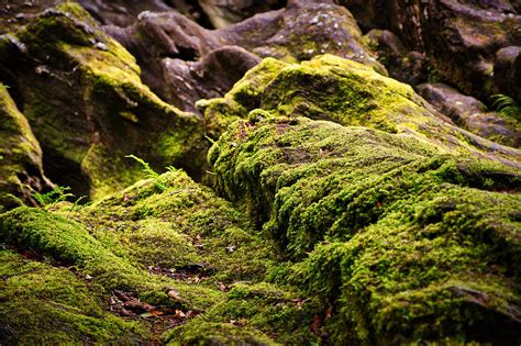 Moss On Rocks Scotland Photograph By Stuart Litoff Pixels