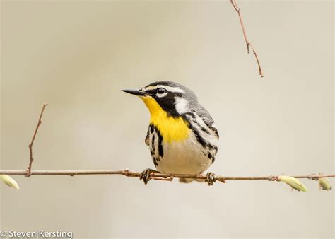 Yellow Throated Warbler Audubon Field Guide