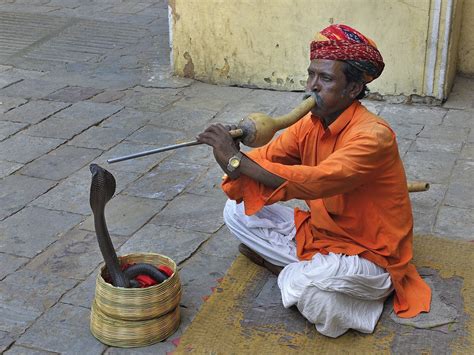 Essay On Snake Charmer