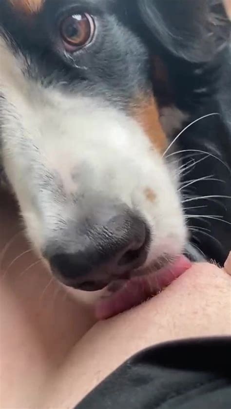 Dog Licking Pussy First Time