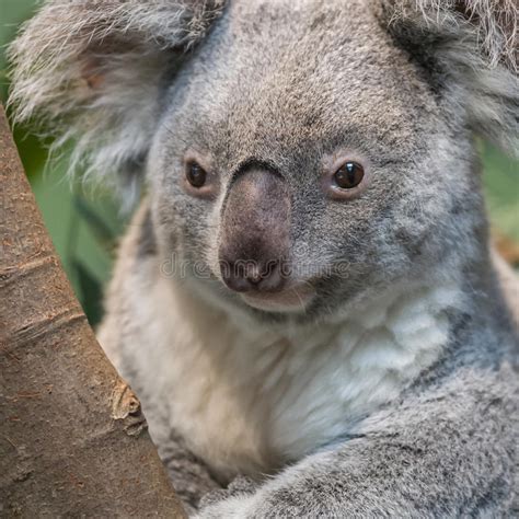 Close Up Of A Koala Bear Stock Photo Image Of Marsupial 65007486