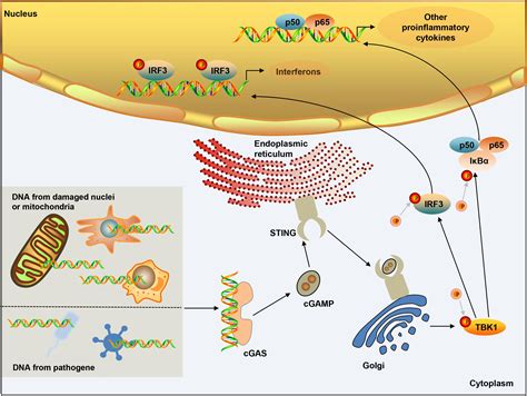 Frontiers The Cytosolic Dna Sensing Cgas Sting Pathway In Liver Diseases