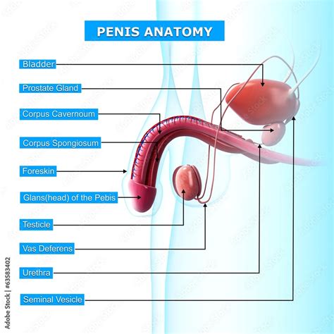 Anatomy Of Penis With Names Stock Illustration Adobe Stock