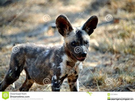 Free Download Baby Wild Dog Wallpapers Gallery 1183x888 For Your