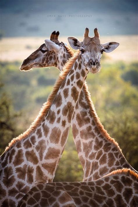 Giraffeinatree Via 500px Natures Triangle By Omer Nave Giraffe