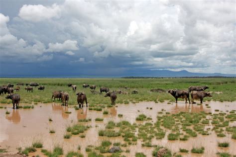 Amboseli Nationalpark Kenia Pirschfahrten Durch Große Elefantenherden
