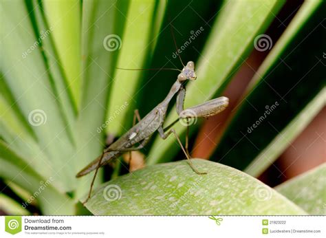 Nature And Wildlife Photos Praying Mantis Stock Photo Image Of