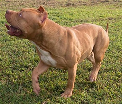 Muscle Bully Gains Mass Weight Gainer For Bully Breeds 90 Serving