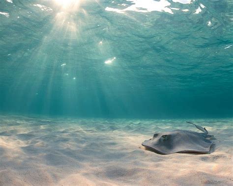 Sting Ray Underwater Photos Underwater Photo
