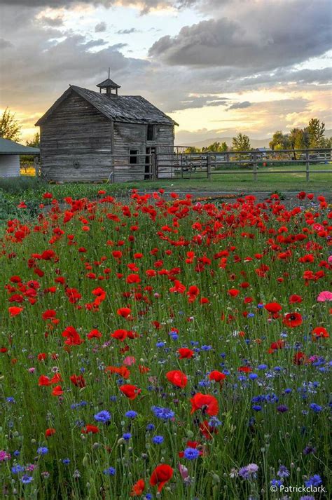 Evening Poppies Patricia Clark Barn Pictures Old Barns Country Barns