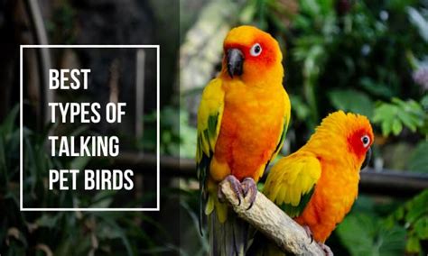 Best Types Of Talking Pet Birds Top 5 Talking Birds