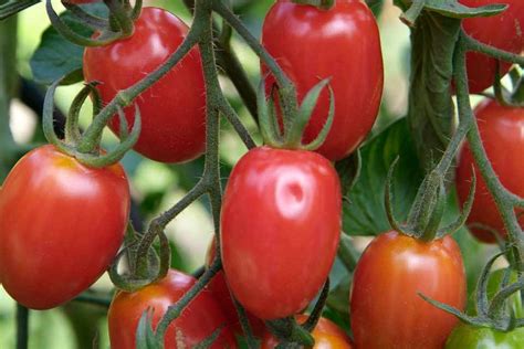 Sweetest Tomatoes To Grow Bbc Gardeners World Magazine