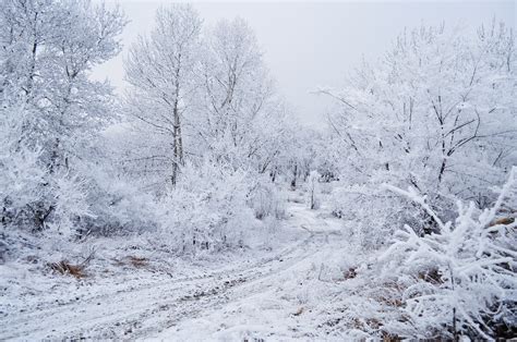 Trees In The Snow Free Stock Photo Public Domain Pictures