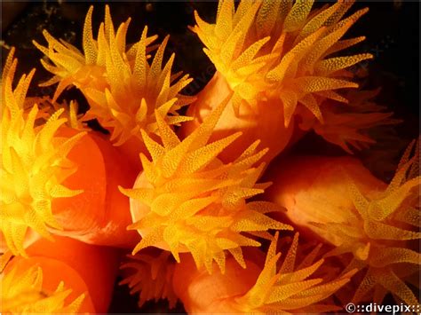 Divepix Orange Cup Coral