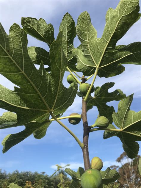 Ficus Carica Brown Turkey Fig Brown Turkey Tauranga Tree Co