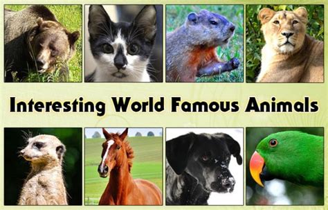 Interesting World Famous Animals Did You Know Pets