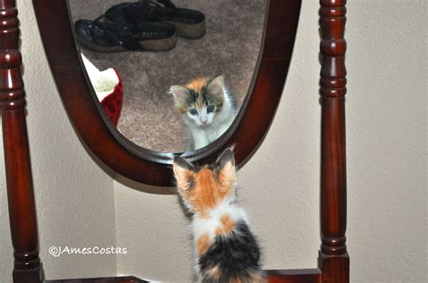 A Cat Is Looking At Itself In The Mirror While Standing On Its Hind Legs