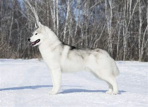 Husky Colors 8 Colors A Siberian Huskys Coat Can Be