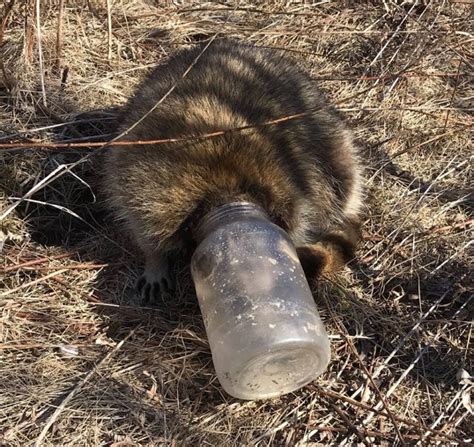 Toronto Wildlife Centre Urges Residents To Clean Recyclables After