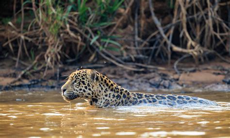 Species Spotlight Jaguar Pages Wwf