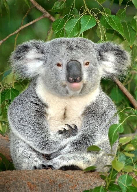 A Koala Bear Sitting On Top Of A Tree Branch