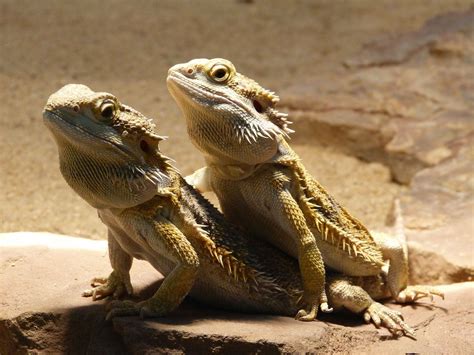 Setting Up A Bearded Dragon Habitat Step By Step Guide