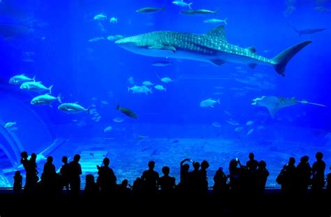 Walhai In Okinawa Churaumi Aquarium In Japan Premium Foto
