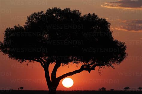 Acacia Tree Silhouette At Sunset Masai Mara National Park Kenya East