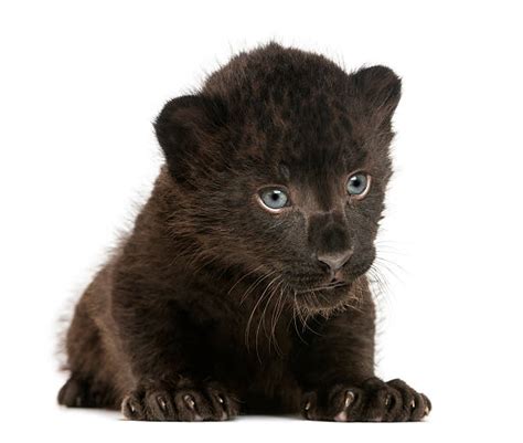 Black Panther Cubs Stock Photos Pictures And Royalty Free Images Istock
