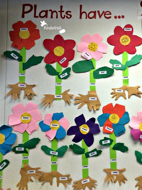 Kindergarten Plant Activities